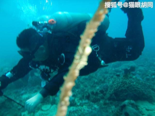 动物帮帮忙保卫家园